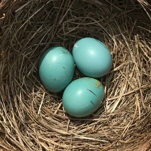 Meet your Posher, Marki